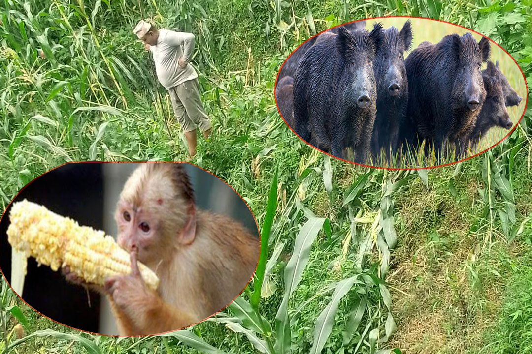 बैतडीमा जंगली जनावरले   मकैबाली नष्ट गर्न थाले पछि किसान चिन्तीत